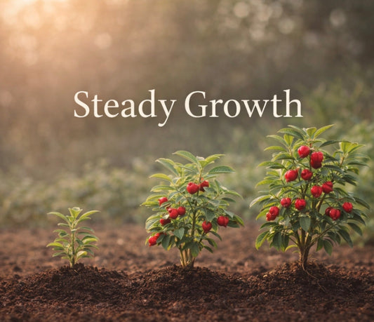 THE PARABLE OF THE SOWER: DAY 6; Fruit That Remains